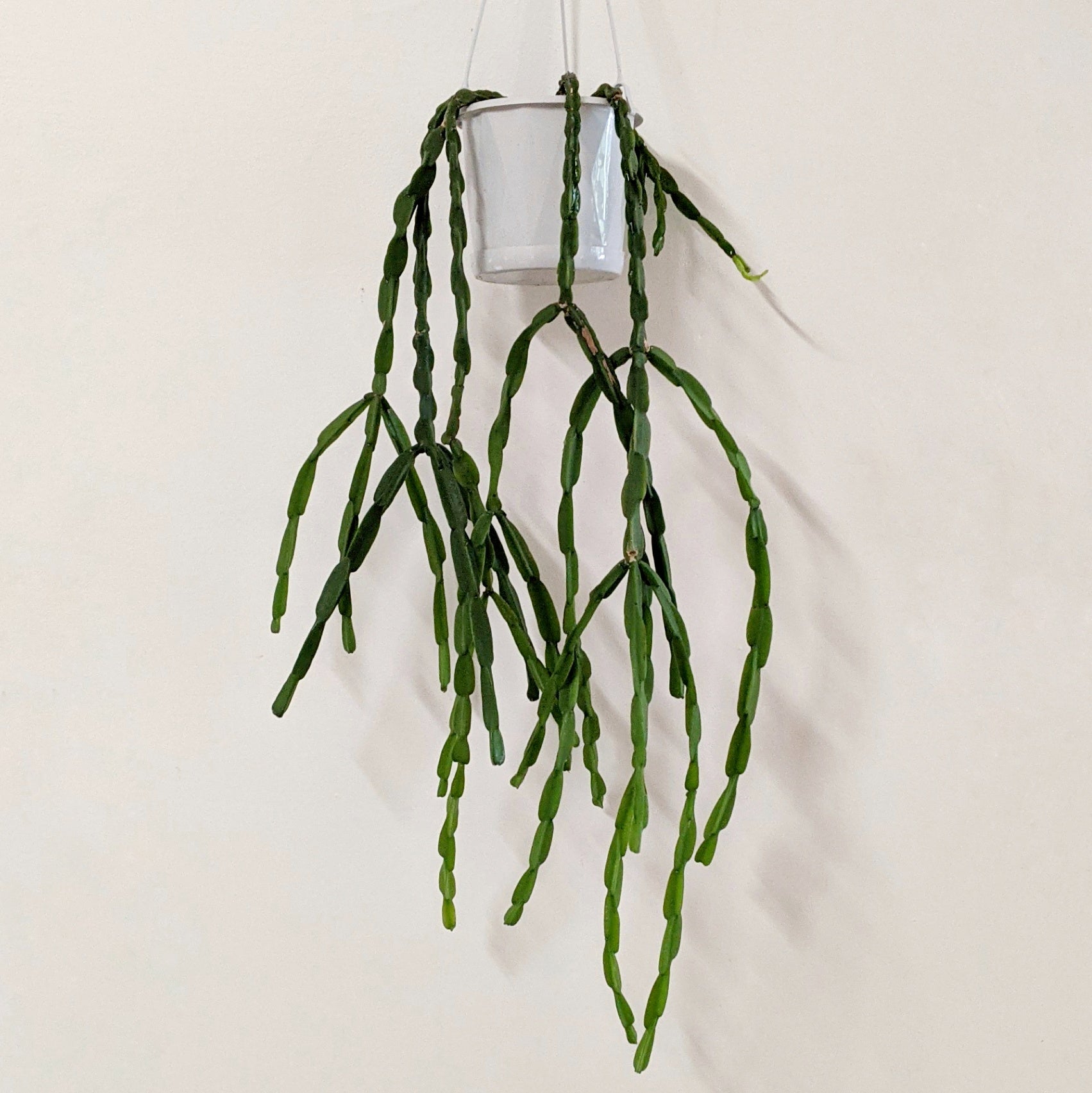 Rhipsalis paradoxa - 13cm pot